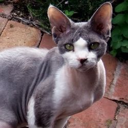 Рахіт у кошенят лікування гомеопатією рахіту у кошенят - все про котів і кішок з любов'ю