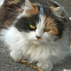 Рахіт у кошенят лікування гомеопатією рахіту у кошенят - все про котів і кішок з любов'ю