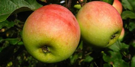 Постенето ден на ябълки, колкото можете да се хвърлят, прегледи