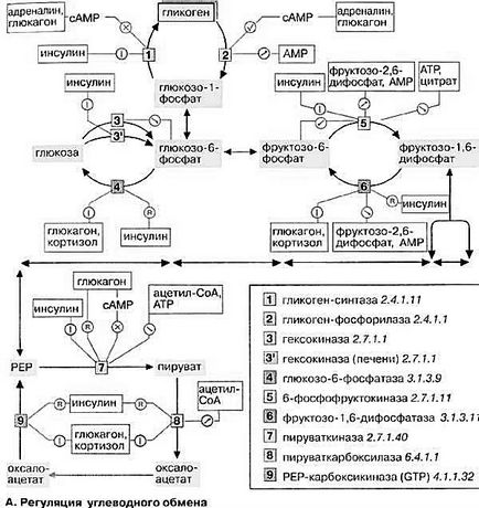 Reglarea metabolismului carbohidraților