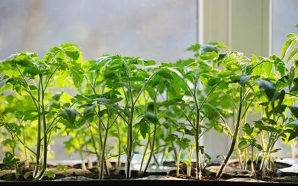 Рекомендації по вирощуванню розсади помідорів у домашніх умовах