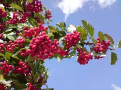 Rețete de gem de la viburnum