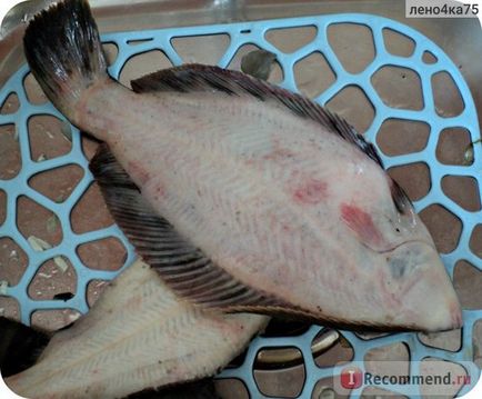 Риба свіжа камбала - «камбала - морська курка