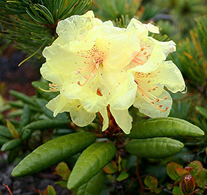 Rhododendron - cultivarea și îngrijirea