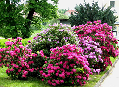 Rhododendron - cultivarea și îngrijirea