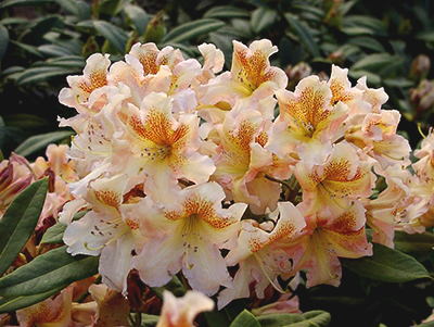 Rhododendron - cultivarea și îngrijirea