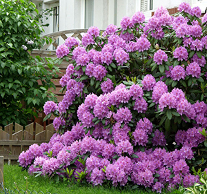 Rhododendron - cultivarea și îngrijirea