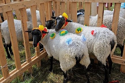 Романовська вівця - золоте руно росії - фото, дати проведення свята в Ярославлі