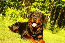 Rottweiler elementele de bază ale antrenamentului, lucrul pe o echipă din apropiere, antrenarea unui catel rottweiler să mă așeze,