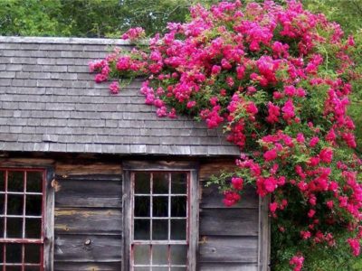 Rose alpinism, bobinarea de plantare și de îngrijire în aer liber, cum să planteze în primăvară