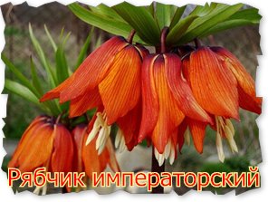 Fritillaria imperialis (fritillyarii)