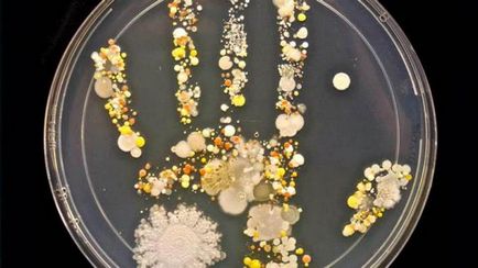 Найцікавіші факти про бактеріях огляд, опис і види