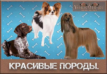 Найкрасивіші породи собак в світі, топ 10 красивих порід собак