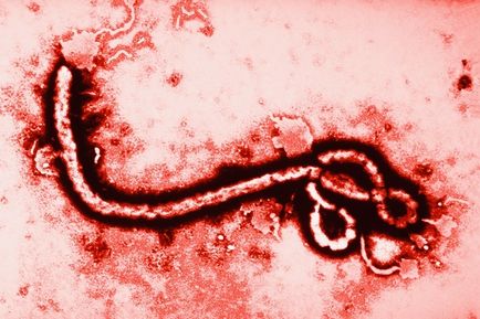 Virusii cei mai periculoși din lume pentru oameni
