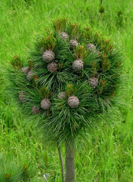 Sergey Gorshkevich cult de cedar - vestitor florar