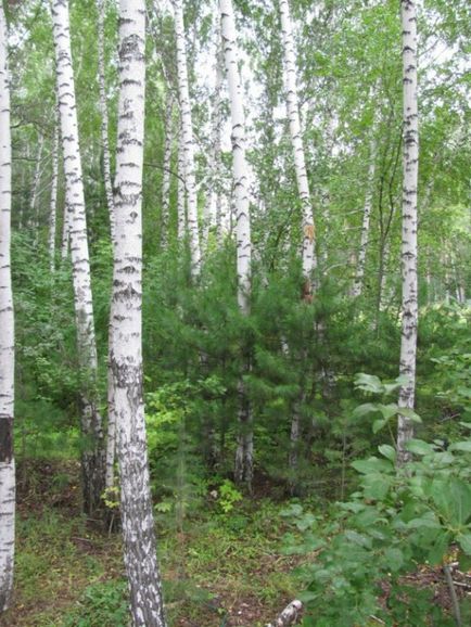 Sergey Gorshkevich cult de cedar - vestitor florar