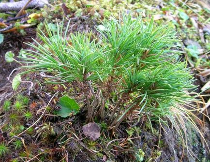 Sergey Gorshkevich cult de cedar - vestitor florar