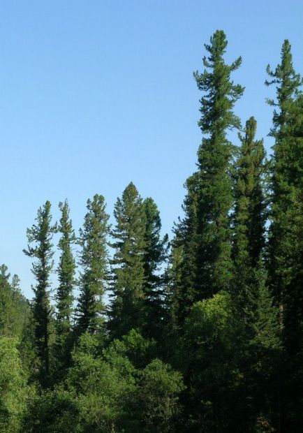 Sergey Gorshkevich cult de cedar - vestitor florar