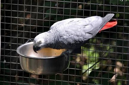 Papagalul sălbatic, Jacob (psittacus erithacus), conținutul de îngrijire pentru captivitate, voce, imitarea oamenilor
