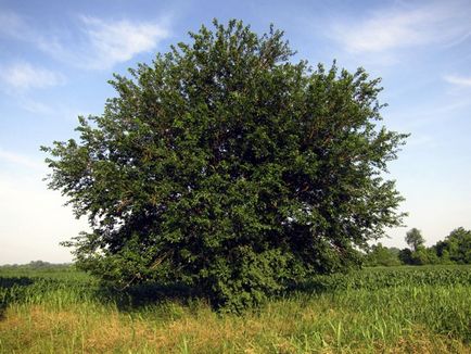 Шовковиця або тутового дерева, конспект заняття по рідній природі в старшій групі