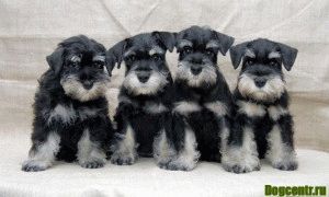 Puppies of Zwergschnauzer-cresterea si hrana