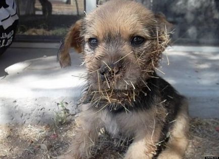 Puppy numit cactus jack