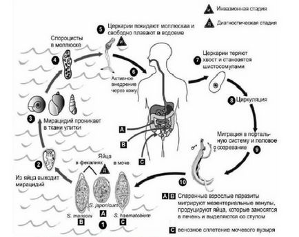 Schistosomiasis simptome, semne, tratament și prevenire