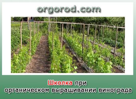 Kis iskola szőlő, biogazdálkodás (kis iskola) Kis iskola szőlő, biogazdálkodás