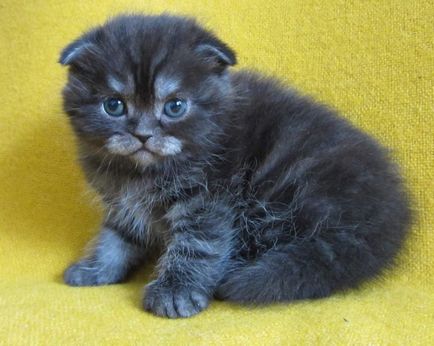 Scottish Fold (Scottish Fold) fotografie, descrierea rasei