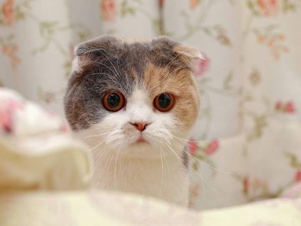 Шотландська висловуха кішка (скоттиш фолд) фото, опис породи