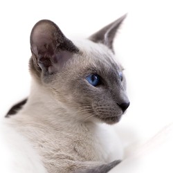 Сіамська кішка, опис породи, фото, характер, забарвлення, відгуки, догляд, історія, здоров'я
