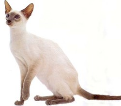 Сіамська кішка, опис породи, фото, характер, забарвлення, відгуки, догляд, історія, здоров'я