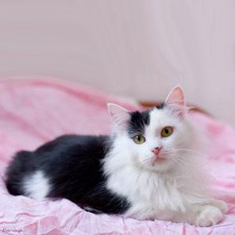 Pisică alb-negru siberiană