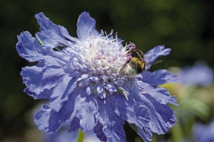 Scabiosa caucazian - o pernă elegantă pentru pini