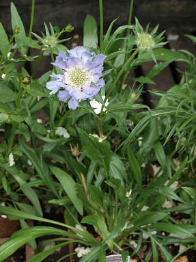 Scabiosa caucazian - o pernă elegantă pentru pini