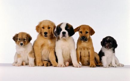 Скільки років живуть собаки тривалість життя дворових і породистих собак, ls