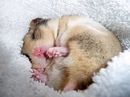Câți hamsteri dorm și intră în hibernare