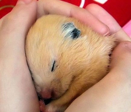 Câți hamsteri dorm și intră în hibernare