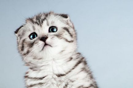 Скільки коштує британский котенок - екзотичний улюбленець вашої родини