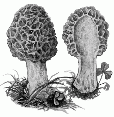 Morecki - ciuperci în creștere