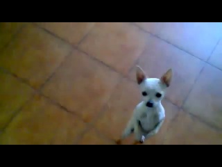 Câini dans latino clip, ceas online, descarcă un clip de câine dans latino