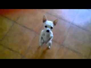 Câini dans latino clip, ceas online, descarcă un clip de câini dans latino