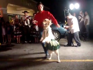 Собака танцює латино - кліп, дивитися онлайн, скачати кліп собака танцює латино