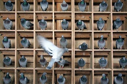 Conținutul porumbeilor din apartament și din casă, păsările noastre