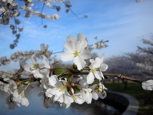 Plantarea comună a cireșelor și a cireșelor pentru creșterea fructelor