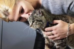 A várható élettartam a macskák otthon (macska) Az átlagos élettartam macskák otthon