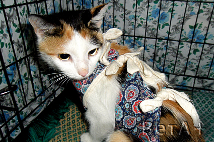 Sterilizarea pisicilor - interesantă și cognitivă pentru proprietarii de animale de companie - articole