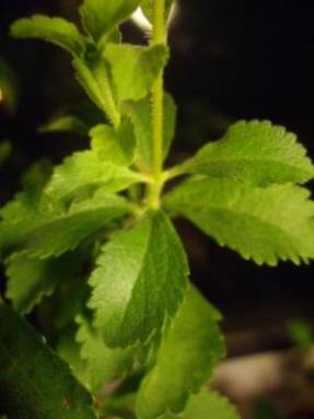 Stevia - ritkább növények - zöldségek