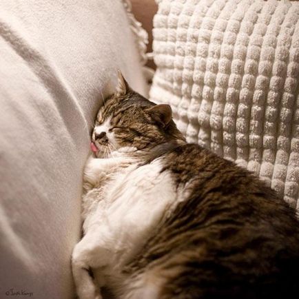 Poziții ciudate de pisici de dormit 1