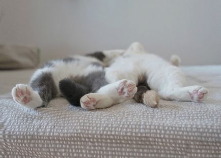 Poziții ciudate de pisici de dormit 1